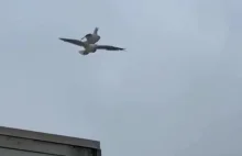 Ptak ujeżdża ptaka