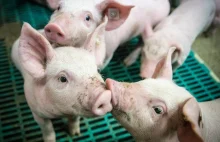 Hodowla świń w Polsce. Najbardziej ucierpiały małe gospodarstwa