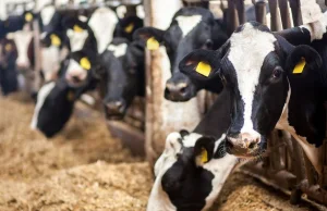 Koszt alternatywny hodowli. Jak bardzo mięso i nabiał szkodzą klimatowi?