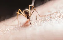 Gryzą Cię komary? Pewnie ubierasz się w złe kolory