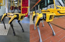 Pies-robot w Tramwajach Warszawskich. Mógłby zostać kontrolerem biletów?