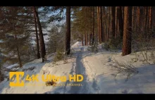 Zimowy spacer po lesie przy słonecznej pogodzie