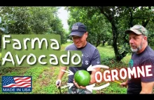 Farma Ogromnych Avocado