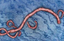 Szczepionka przed wirusem Ebola zapewnia długotrwałą ochronę