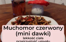 Muchomor czerwony (mini dawki) - lekkość ciała i przejrzystość umysłu