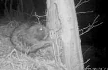 Zobacz z bliska zwierzęta nocą w Lesie Strachocińskim. Jest nawet bóbr! [WIDEO]