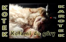 Kotek #Karotek - nie budź mnie proszę...