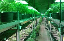 Kibuce, czyli żydowskie komuny rolnicze, zaczęły produkować marihuanę