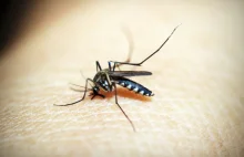 Przez zmianę klimatu komarów w Polsce będzie więcej. W tym groźniejsze odmiany