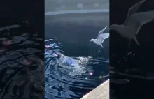 Delfin drażni mewę