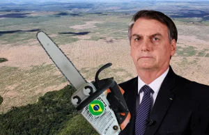 Brazylia: Rekordowe tempo wycinki Puszczy Amazońskiej
