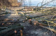 Będą nowe drzewa w miejscu tych nielegalnie wyciętych na plaży w Jelitkowie?