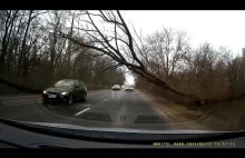 Poznań. Drzewo przewraca się przed samochodem.