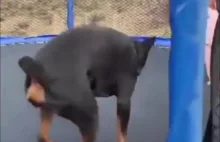 Pieseł na trampolinie