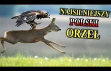 Orzeł Przedni - Najsilniejszy Polski Orzeł