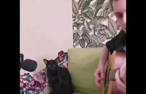 Utalentowany śpiewający kot
