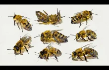 Fantastyczne pszczoły i jak im pomóc, Justyna Kierat