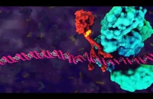 Ciekawa animacja ukazująca procesy zachodzące wewnątrz ludzkiej komórki