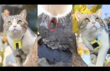 Krótki film z kamery podczepionej do obroży kota i jego spacer po okolicy.