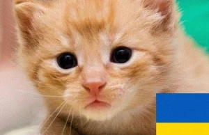 Poszukiwane domy stałe lub tymczasowe dla zwierząt z Ukrainy