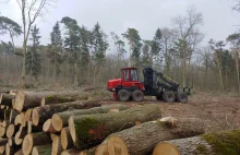 Rosja zakazała wywozu drzew z tajgi. Do Chińczyków jedzie polska sosna