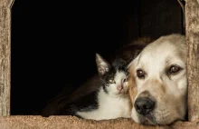 Pomoc zwierzętom z Ukrainy - jak pomóc psom i kotom?