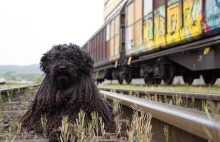 Ukrzaliznytsia uratowała już 11 tys. zwierząt