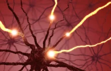 Jak neurony odnajdują swoje miejsce w mózgu? Odpowiedź ukryta w nicieniu