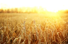 Rosną ceny zbóż po inwazji Rosji na Ukrainę