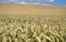 Rosja: były minister rolnictwa posiada ponad 660 000 hektarów