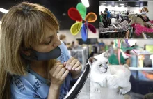 Międzynarodowa Federacja Kotów wykluczyła Rosję z pokazów