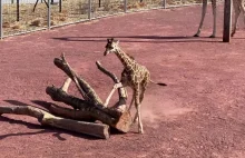 Żyrafa odkrywa swój wybieg