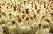 Ukraina zajmuje 7 miejsce w rankingu światowych dostawców mrożonego kurczaka.