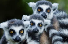 Lemur z kijowskiego zoo otrzymał imię Bayraktar. Na cześć tureckiego drona