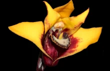 W lasach deszczowych Ekwadoru odkryto nowy dla nauki gatunek orchidei
