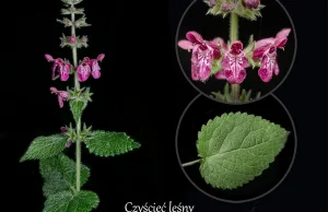 Tablice botaniczne - połączenie pasji do fotografii i miłości do roślin