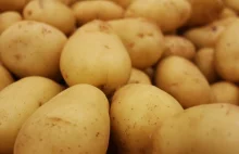 Ziemniaki odsłoniły swój genom. To naprawdę ważna wiadomość.