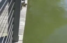 Kaczątka robią swój pierwszy skok