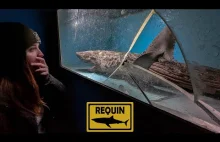 Zmumifikowany rekin i inne "potwory" w opuszczonym akwarium