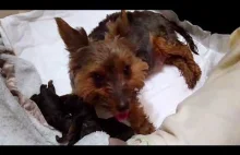 #yorkshire terrier gives birth to puppies
