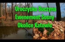 Uroczysko Buczyna Ewenement Sosny Okolice Katowic