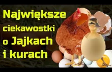 Ciekawostki o Jajkach i Kurach - Tego na pewno nie wiedziałeś!