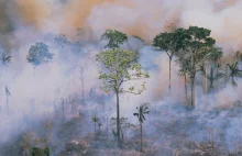 Amazonia jest w stanie krytycznym. Naukowcy alarmują, że grozi nam katastrofa