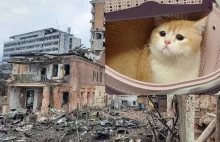 Kot uchodźca z Ukrainy. Dwukrotnie przeżył bombardowanie