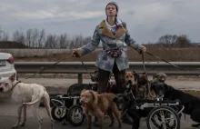 Bohaterka z bombardowanego Irpienia. Ratuje niepełnosprawne psy