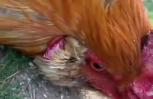 Kurczaki wiedzą, kiedy narysowana jest granica