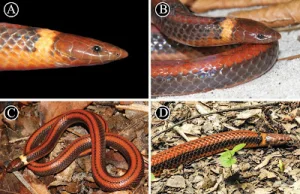Nowo opisany gatunek węża z Paragwaju