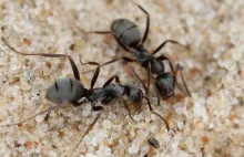 Mrówki są w stanie wyczuć komórki rakowe szybciej niż psy