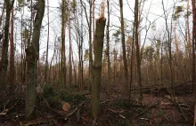 W lesie znaleziono ciała rosyjskich dywersantów