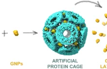 Zaprojektowana struktura białkowa może służyć do rozmieszczenia nanocząsteczek
